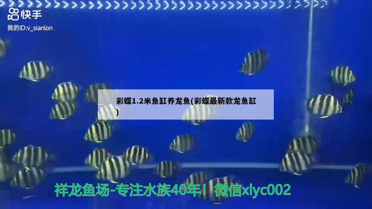 彩蝶1.2米鱼缸养龙鱼(彩蝶最新款龙鱼缸)