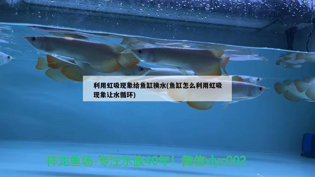 利用虹吸现象给鱼缸换水(鱼缸怎么利用虹吸现象让水循环) 祥龙超血红龙鱼