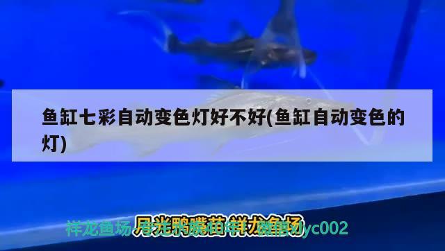 萍乡观赏鱼市场开多少根灯都比不过