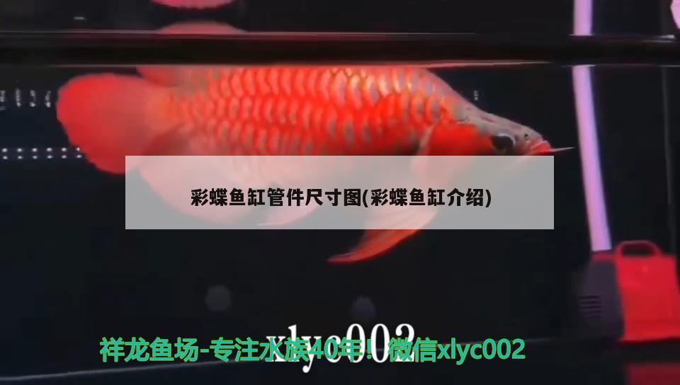 彩蝶鱼缸管件尺寸图(彩蝶鱼缸介绍) 黄金斑马鱼
