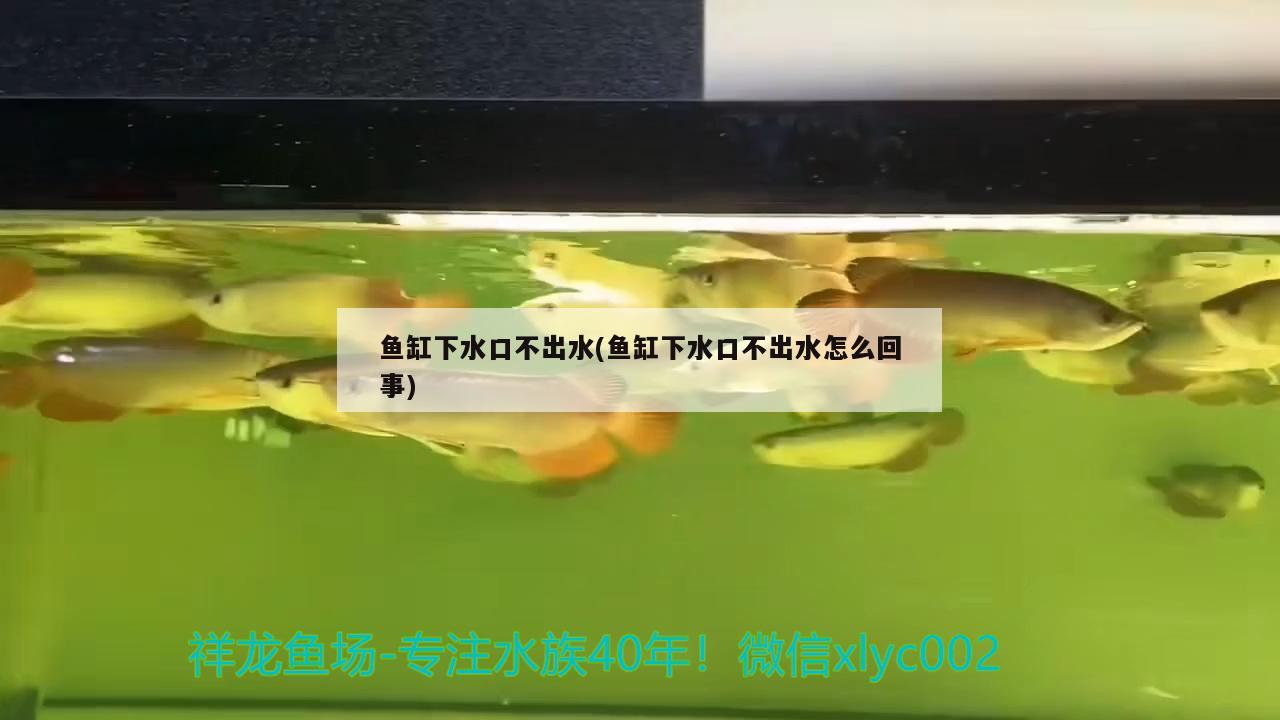 三湖慈鲷入缸几天喂食，慈鲷鱼蹭缸的原因
