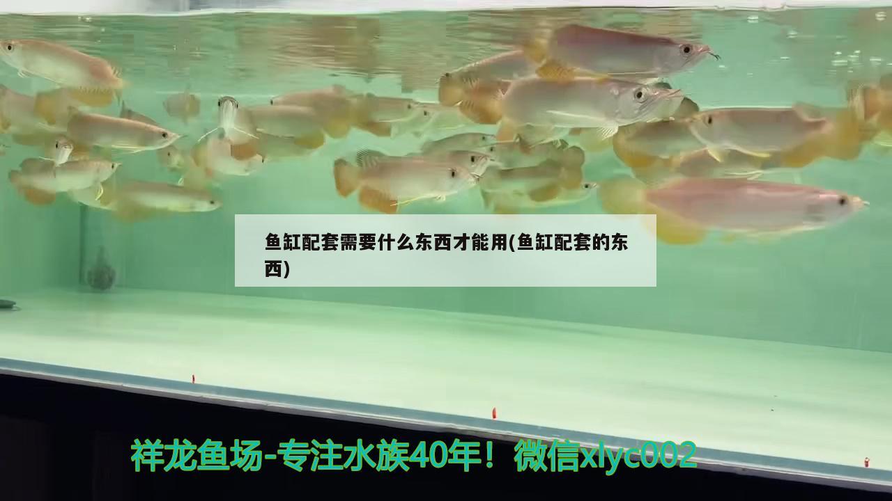 梅州水族馆祝大家都年年有余 虎鱼 第3张