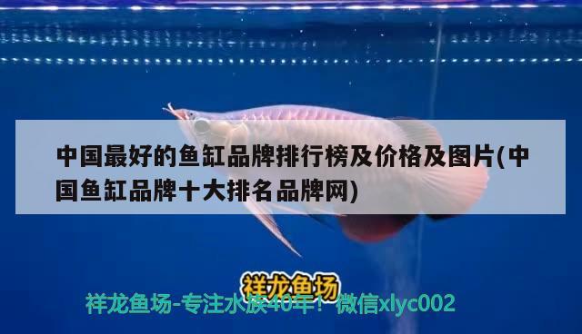 中国最好的鱼缸品牌排行榜及价格及图片(中国鱼缸品牌十大排名品牌网) 狗头鱼