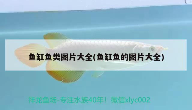 鱼缸鱼类图片大全(鱼缸鱼的图片大全) 泰庞海莲鱼