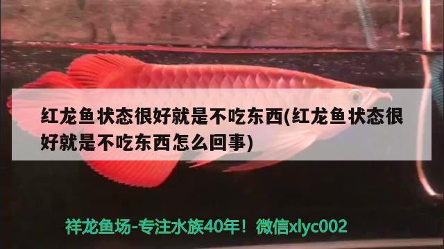 红龙鱼为什么比金龙鱼贵呢图片对比：红龙鱼好还是金龙鱼好 养鱼的好处 第1张