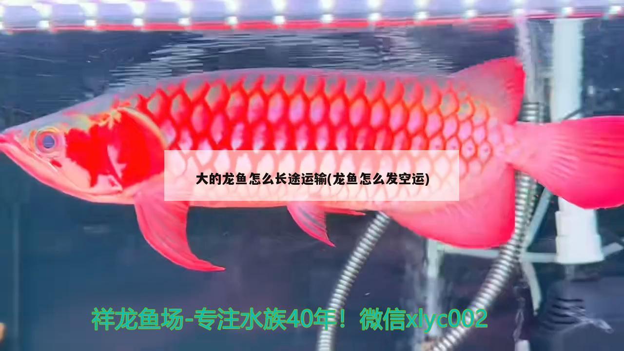 南宁水族馆国产过背金龙苗吃食状态 喷点菠萝鱼 第2张