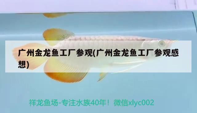 鱼缸设计方案模板图 鱼缸设计制作图片 马拉莫宝石鱼苗
