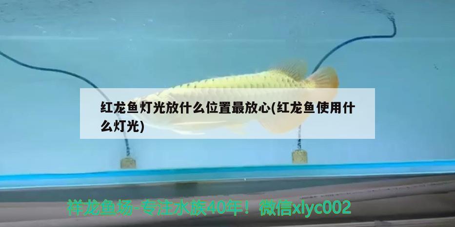 金龙鱼厂家电话是多少：金龙鱼厂家电话是多少号码 广州水族批发市场 第3张