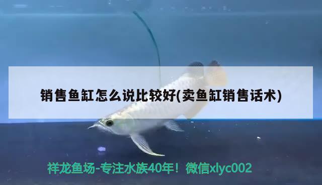 广元鱼缸订做（绵阳鱼缸订做） 广州水族器材滤材批发市场 第3张