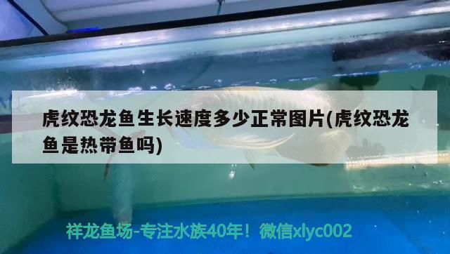 什么雷龙鱼最便宜（ 雷龙鱼那个品种贵） 熊猫异形鱼L46