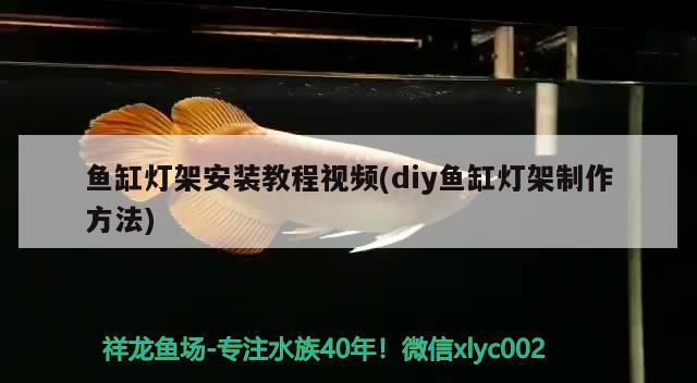 鱼缸灯架安装教程视频(diy鱼缸灯架制作方法) 名贵锦鲤鱼