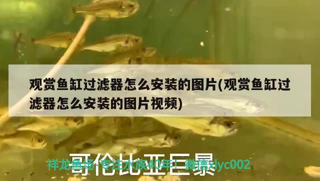 龙城水族馆(锦花路) 祥龙鱼场品牌产品 第1张