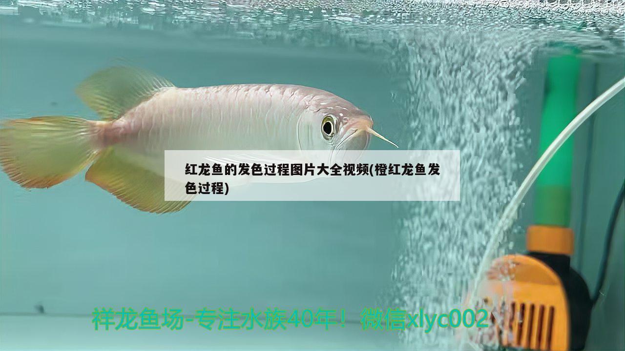 红龙鱼的发色过程图片大全视频(橙红龙鱼发色过程) 肥料