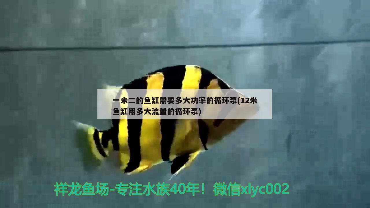 上海鱼缸批发厂家电话号码(上海鱼缸维修电话) 鱼缸/水族箱