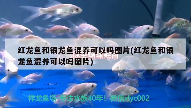 兴城市丽新观赏鱼繁殖场 观赏鱼企业目录 第3张