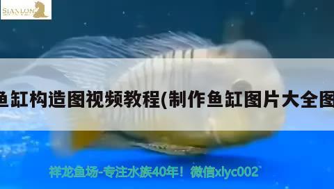 鱼缸构造图视频教程(制作鱼缸图片大全图) 红龙福龙鱼