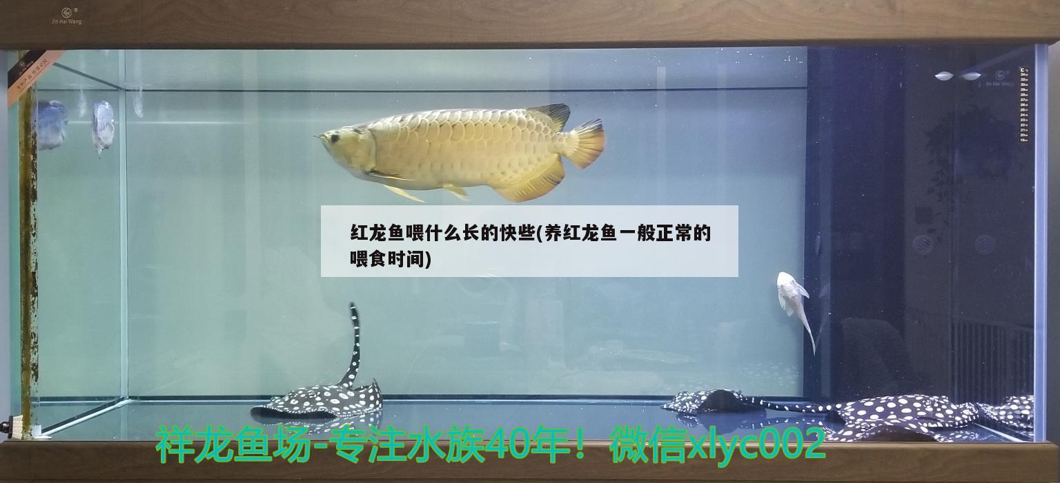 重庆观赏鱼市场有哪些品种鱼卖金鱼锦鲤孔雀鱼红龙鱼红龙鱼，重庆观赏鱼市场有哪些品种鱼