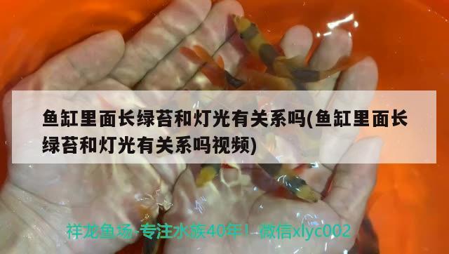 北京龙鱼:龙鱼是几级保护动物吗