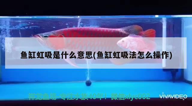 北京龙鱼:龙鱼是几级保护动物吗