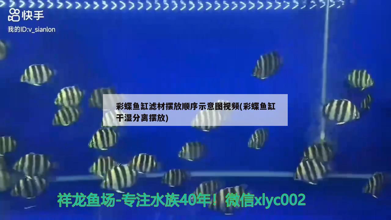幻彩红宝石雷龙鱼适合温度是多少(幻彩蓝宝石雷龙鱼适合温度)