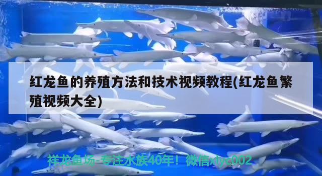 红龙鱼的养殖方法和技术视频教程(红龙鱼繁殖视频大全)