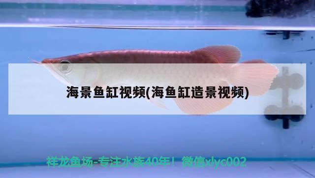 海景鱼缸视频(海鱼缸造景视频) 祥龙超血红龙鱼
