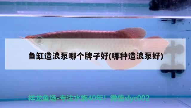 宿州龙鱼:龙鱼不爱游动是怎么回事 观赏鱼企业目录 第3张