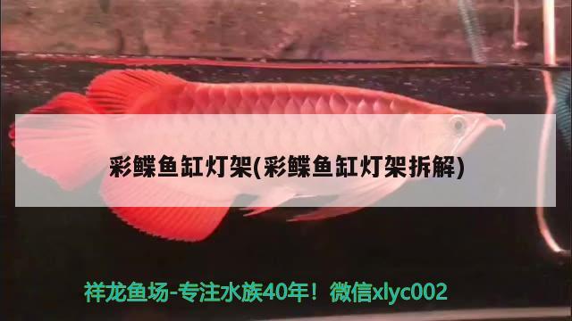 雷龙鱼的饲养方法，七彩雷龙鱼怎么养雷龙鱼品种图片雷龙鱼的饲养方法