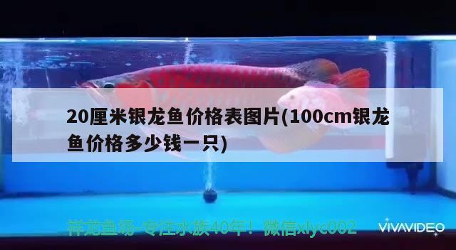 20厘米银龙鱼价格表图片(100cm银龙鱼价格多少钱一只) 银龙鱼