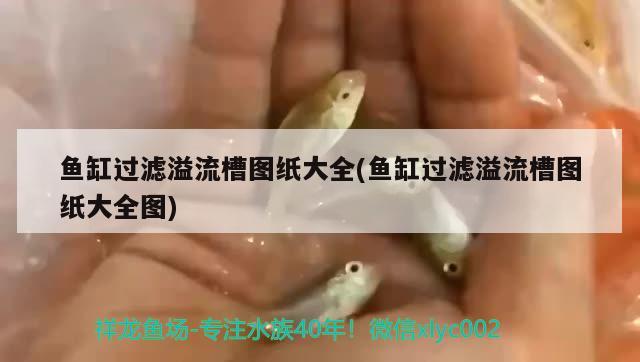 锦州水族批发市场地址电话是多少呀（锦州水产市场在哪） 养鱼知识 第3张
