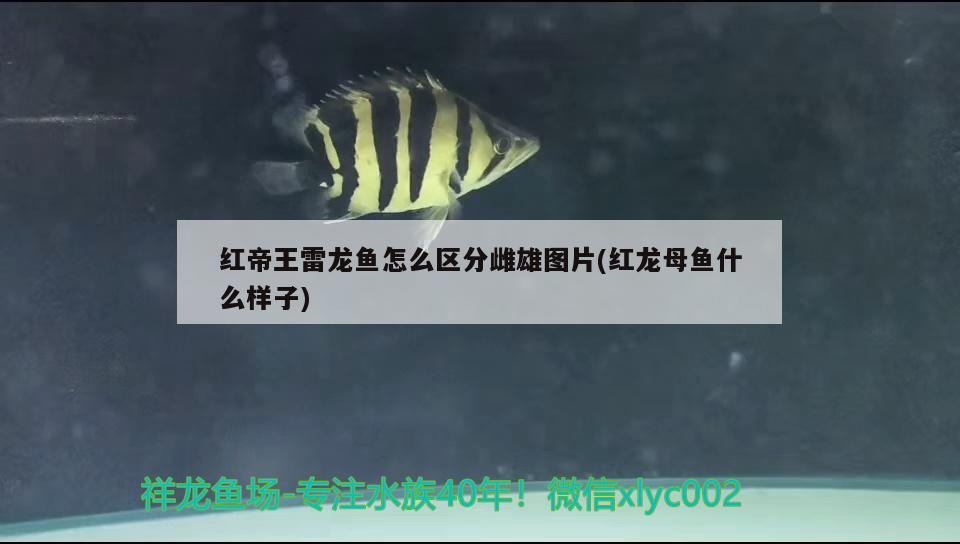红帝王雷龙鱼怎么区分雌雄图片(红龙母鱼什么样子) 锦鲤池鱼池建设