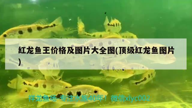 红龙鱼王价格及图片大全图(顶级红龙鱼图片)