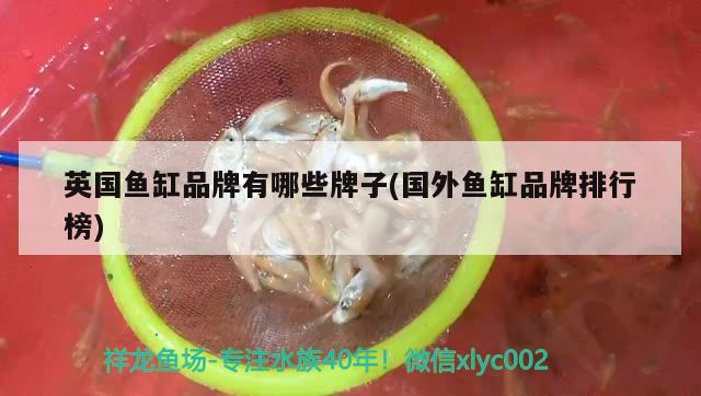 滁州观赏鱼市场8到10厘米的过背金龙鱼苗能养活吗？卖五百一条 观赏鱼市场（混养鱼） 第2张