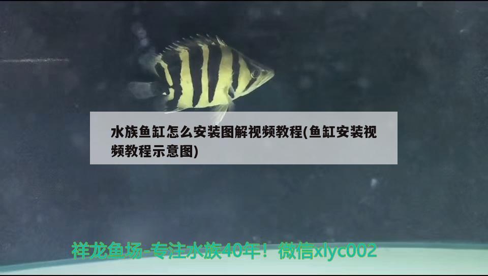 水族鱼缸怎么安装图解视频教程(鱼缸安装视频教程示意图) 广州祥龙国际水族贸易