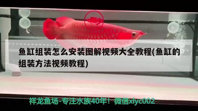 鱼缸组装怎么安装图解视频大全教程(鱼缸的组装方法视频教程) 名贵锦鲤鱼