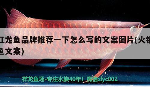 红龙鱼品牌推荐一下怎么写的文案图片(火锅鱼文案) 七彩神仙鱼
