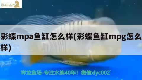 漳州观赏鱼:福建发财鱼是什么鱼 观赏鱼企业目录 第3张