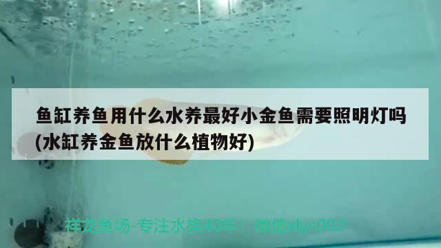 漳州观赏鱼:福建发财鱼是什么鱼
