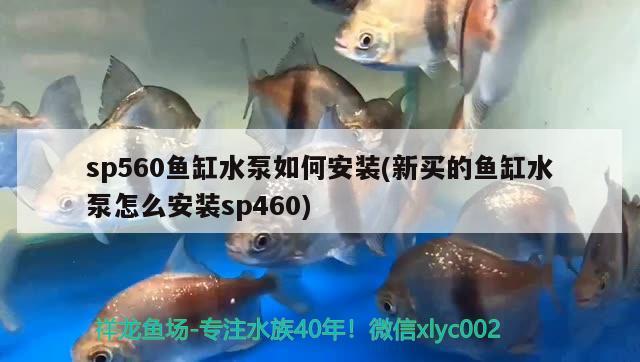 北京去哪儿买鱼缸最便宜又好的（北京去哪儿买鱼缸最便宜又好的） 黄金河虎鱼 第3张