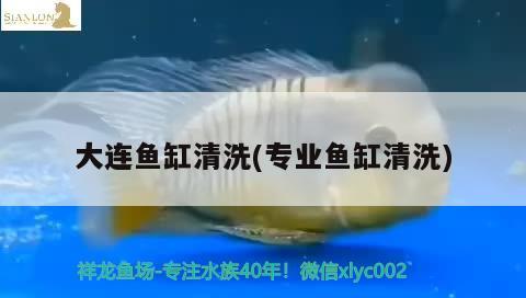 金鱼吊兰养殖方法和注意事项，怎样养金鱼