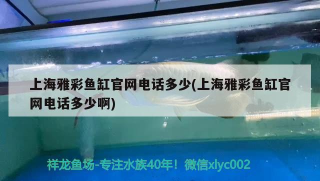 蓝曼龙鱼吃啥（蓝曼龙鱼食物） 黄金斑马鱼