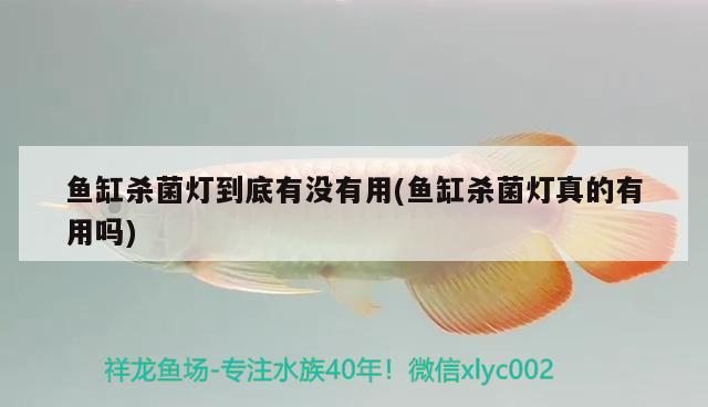 北京去哪儿买鱼缸最便宜又好的（北京去哪儿买鱼缸最便宜又好的） 黄金河虎鱼 第1张