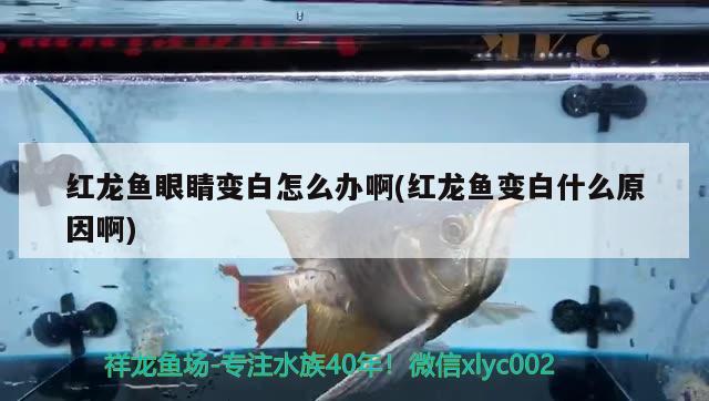 水族鱼缸安装视频教学全集(鱼缸的安装方法视频教程) 刀鱼鱼