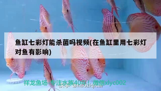 鱼缸七彩灯能杀菌吗视频(在鱼缸里用七彩灯对鱼有影响) 祥龙金禾金龙鱼
