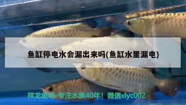 郴州金龙鱼总代理电话号码是多少号 湖南郴州金龙市场