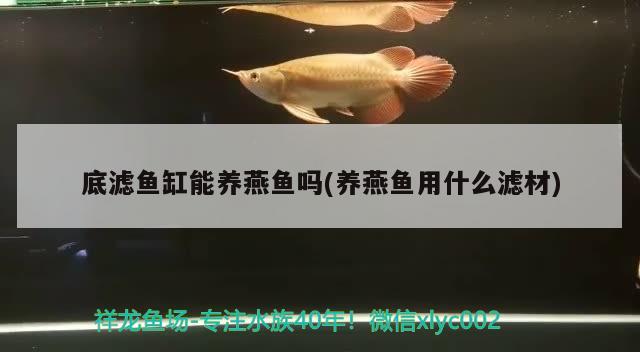 中国观赏鱼市场（中国观赏鱼市场现状） 观赏鱼水族批发市场