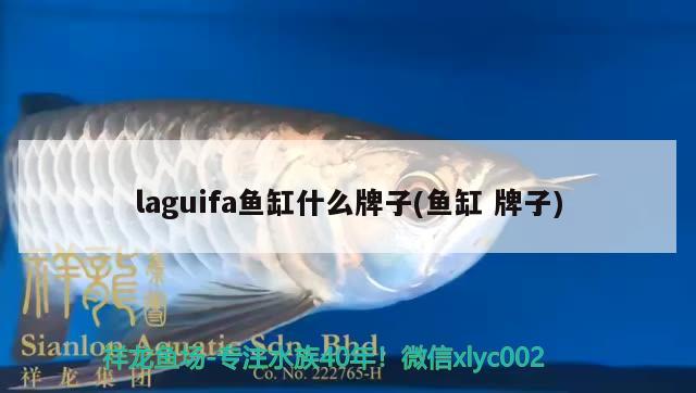 虎斑恐龙鱼繁殖周期多长为好（虎斑鱼观赏鱼能长多大） 虎鱼 第1张