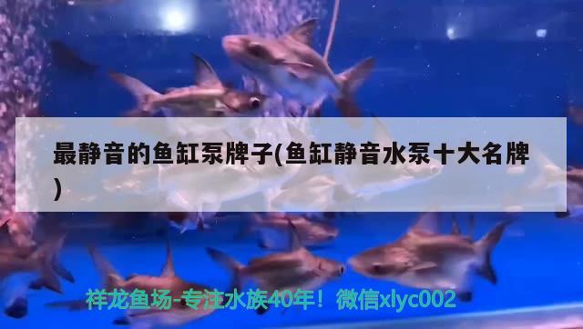 最静音的鱼缸泵牌子(鱼缸静音水泵十大名牌) 广州水族器材滤材批发市场