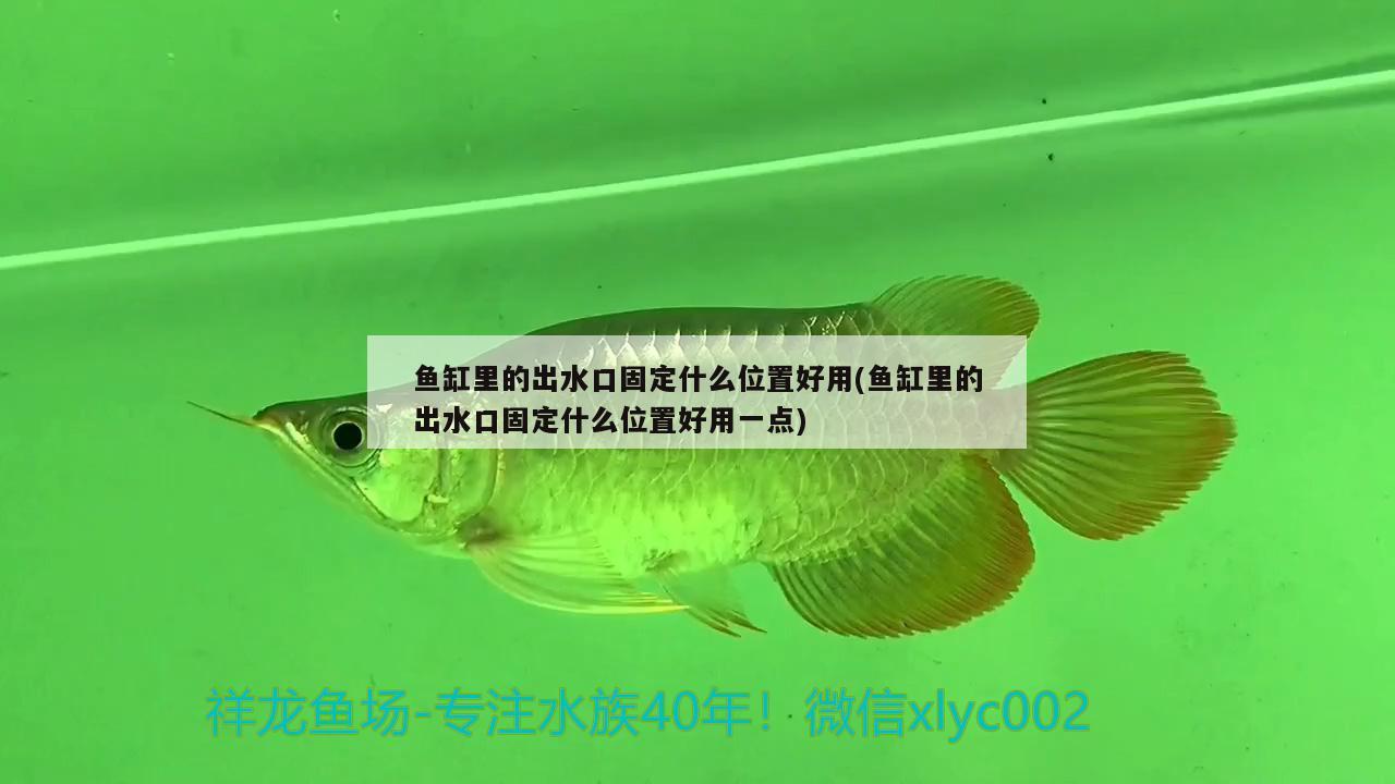 黔东南苗族侗族自治州观赏鱼市场龙鱼神经撞缸 观赏鱼市场（混养鱼） 第2张