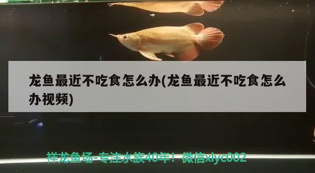 神仙鱼鱼缸布景图片高清大图(神仙鱼鱼缸底部铺什么好)